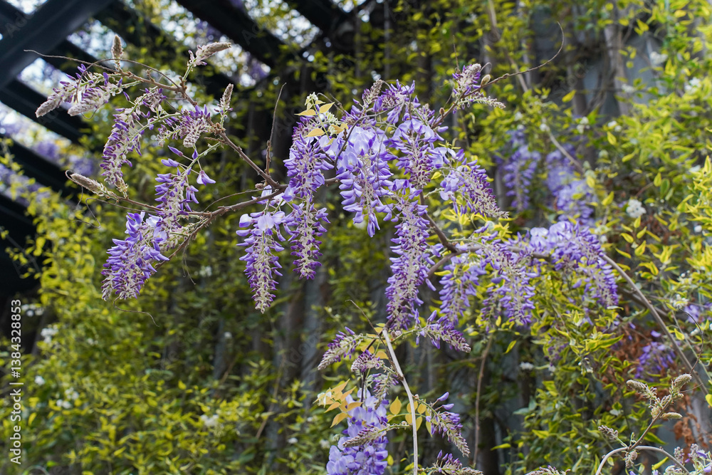 Wisteria sinensis purple flowers blooming in spring