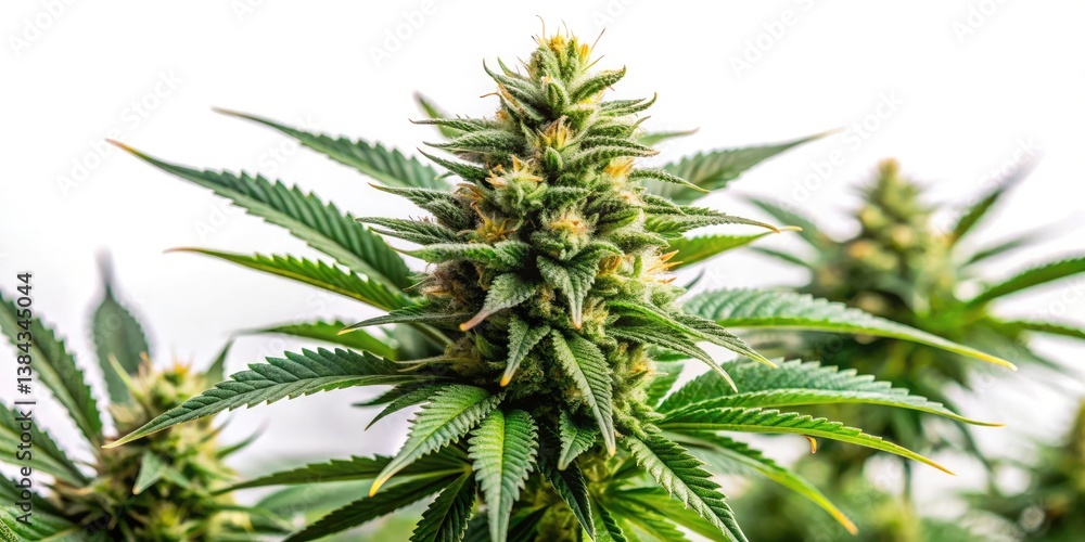 Fototapeta premium Indoor Cannabis Bud Closeup: CBD THC Marijuana Harvest - Drone Photography