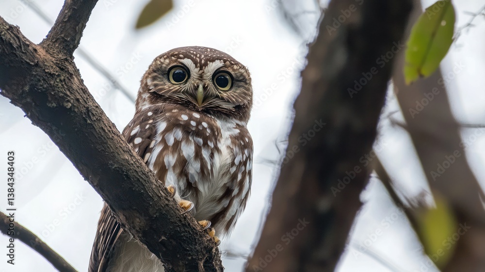 Obraz premium Forest Owlet isolated on white background
