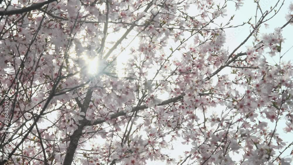 桜の木漏れ日 桜の木漏れ日