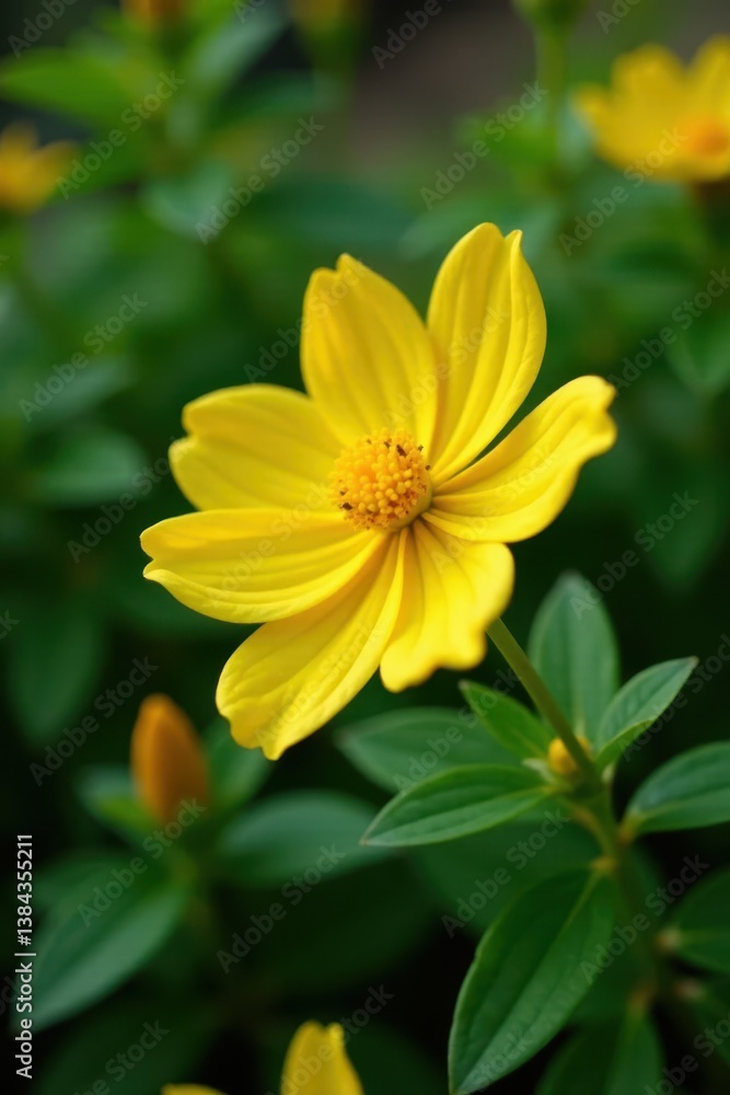 Bright yellow Ochna integerrima flower blooms, ochna, nature Bright yellow Ochna integerrima flower blooms, ochna, nature