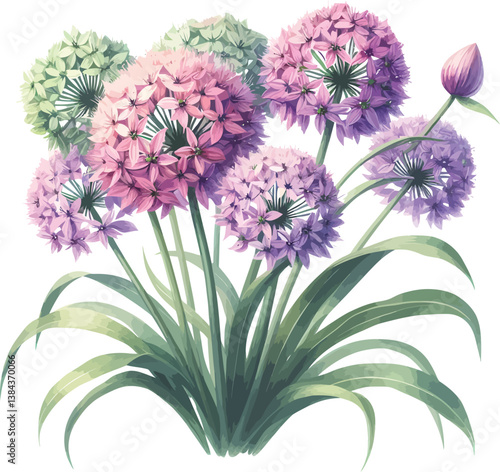 watercolor Allium flower bouquet vector illustration on a white background