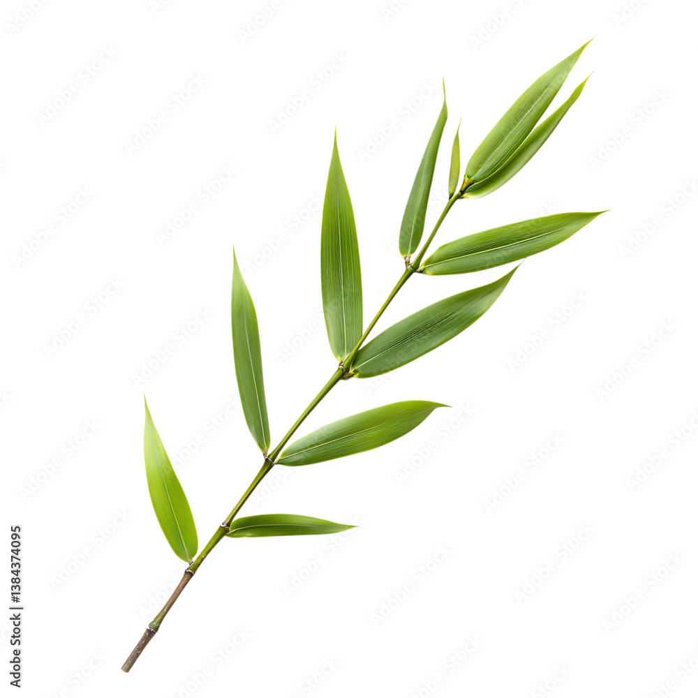 Obraz premium Bamboo Leaf png