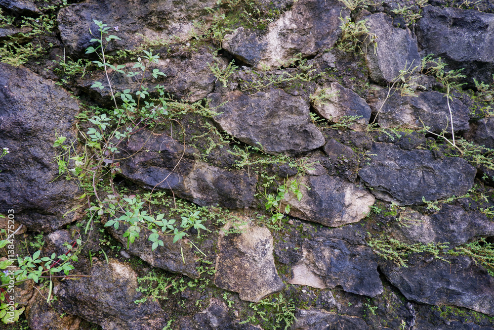 abstract stone arrangement with moss plants abstract stone arrangement with moss plants