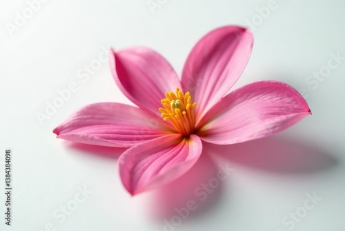 Delicate flower petals unfolding on a pristine white surface, flower power, nature, petal