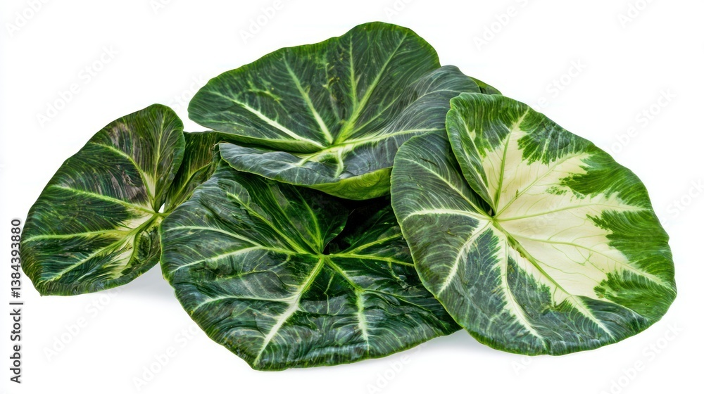 Obraz premium montera varigate isolated on white background