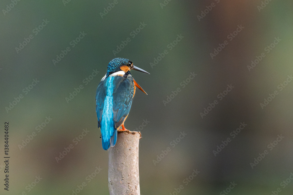 Common kingfisher (Alcedo atthis) during on branch tree for diving into water eating fish at the river.Kingfisher fishing and hunting perching on a twig.Nature animal wildlife concept. Common kingfisher (Alcedo atthis) during on branch tree for diving into water eating fish at the river.Kingfisher fishing and hunting perching on a twig.Nature animal wildlife concept.
