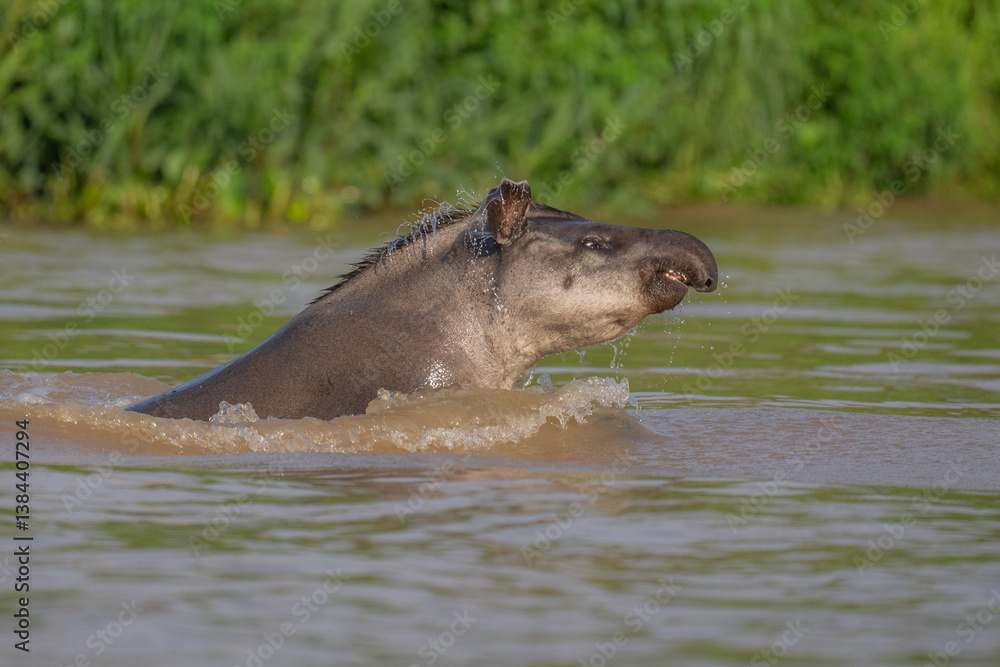 Fototapeta premium Brazilian Tapir lunging out of the water in the Pantanal
