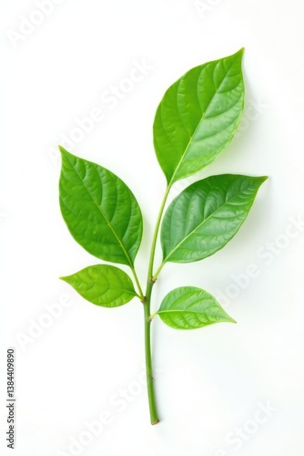 Single branch with leaves on a white background, clean, green, tree