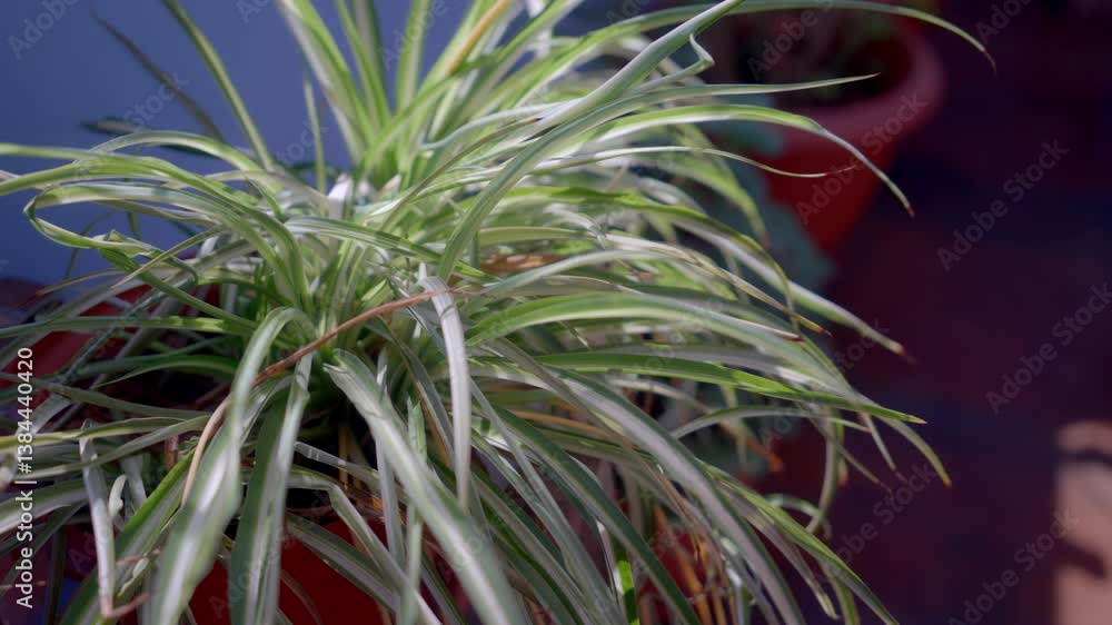 太陽光に照らされる観葉植物 太陽光に照らされる観葉植物