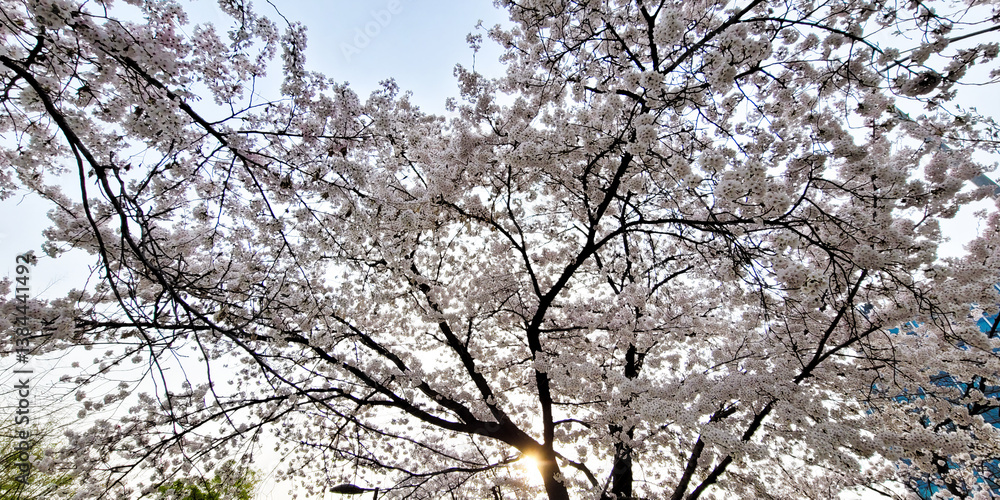 Beautiful cherry blossom flowers, on a sunny day, Yeouido Park in Seoul, South Korea, for a background Beautiful cherry blossom flowers, on a sunny day, Yeouido Park in Seoul, South Korea, for a background