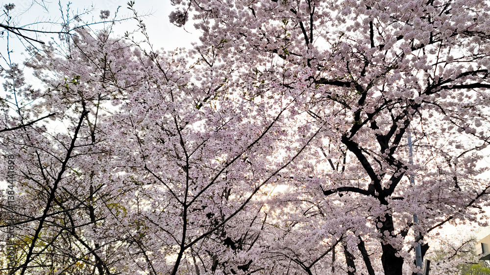 Beautiful cherry blossom flowers, on a sunny day, Yeouido Park in Seoul, South Korea, for a background Beautiful cherry blossom flowers, on a sunny day, Yeouido Park in Seoul, South Korea, for a background