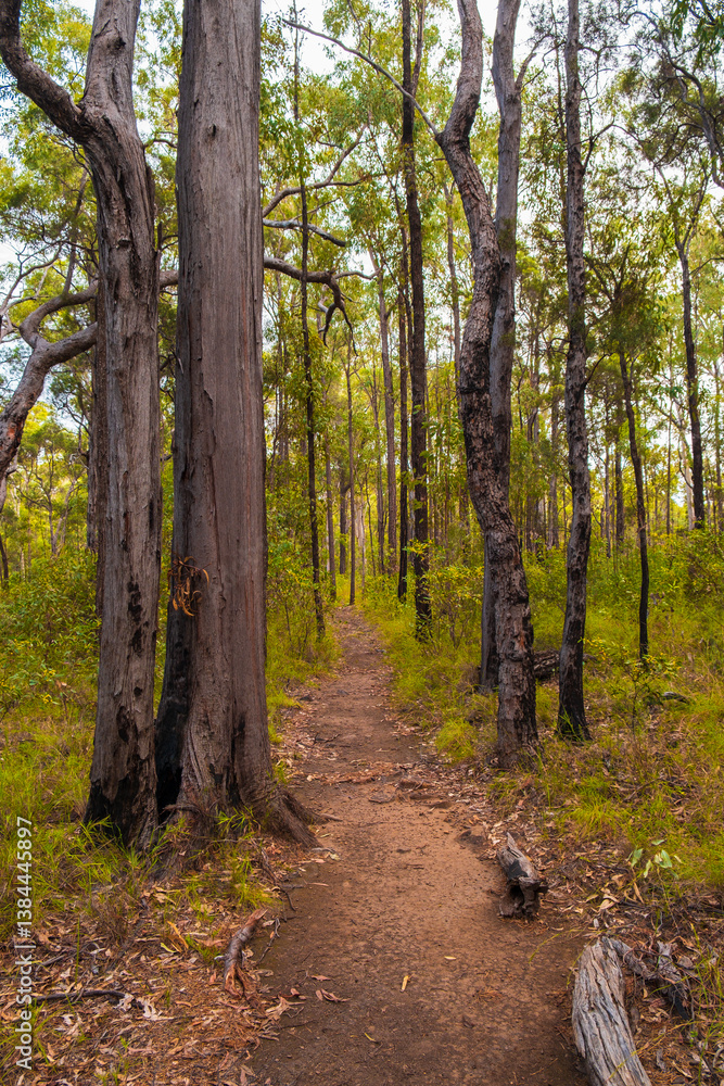 Obraz premium Path in the woods
