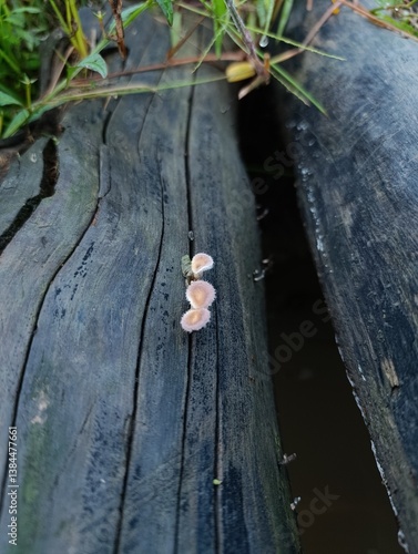 white mushrooms growing on ebony tree trunks