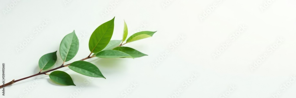 single branch on white surface with slight curl, elegant, greenery