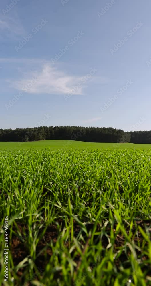 young wheat hybrid with frost resistance, hybrid wheat planted for winter to obtain an early harvest of cereals in early summer young wheat hybrid with frost resistance, hybrid wheat planted for winter to obtain an early harvest of cereals in early summer