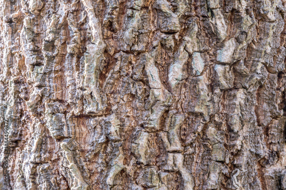 Old tree bark texture close up background Old tree bark texture close up background