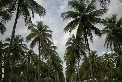 Wallpaper Mural View of coconut tree plantation	in Indonesia Torontodigital.ca