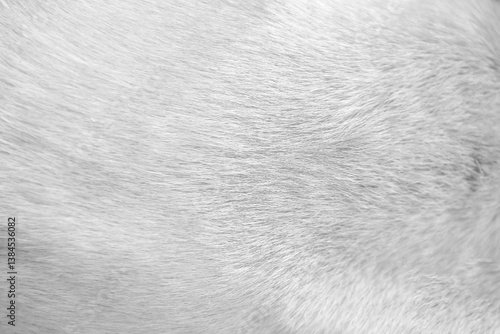 Dog fur white texture soft smooth light background