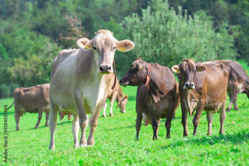 Cow grazing in a green pasture. Herd of cattle in summer field. Alpine meadows with grazing cow. Farmland with cow livestock. Grassy fields filled with cow. Grazing bovine. Cattle ranch. Cow grazing in a green pasture. Herd of cattle in summer field. Alpine meadows with grazing cow. Farmland with cow livestock. Grassy fields filled with cow. Grazing bovine. Cattle ranch.