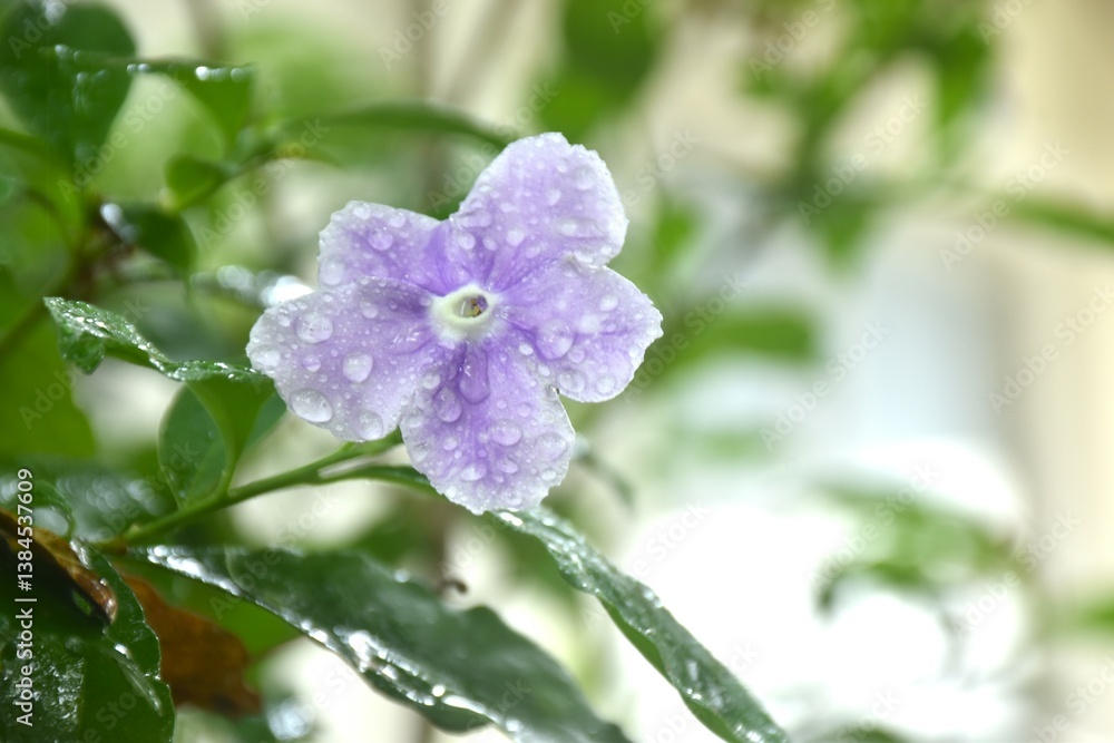 Brunfelsia uniflora purple flower with drop of water blooming from branch in garden on summer Brunfelsia uniflora purple flower with drop of water blooming from branch in garden on summer