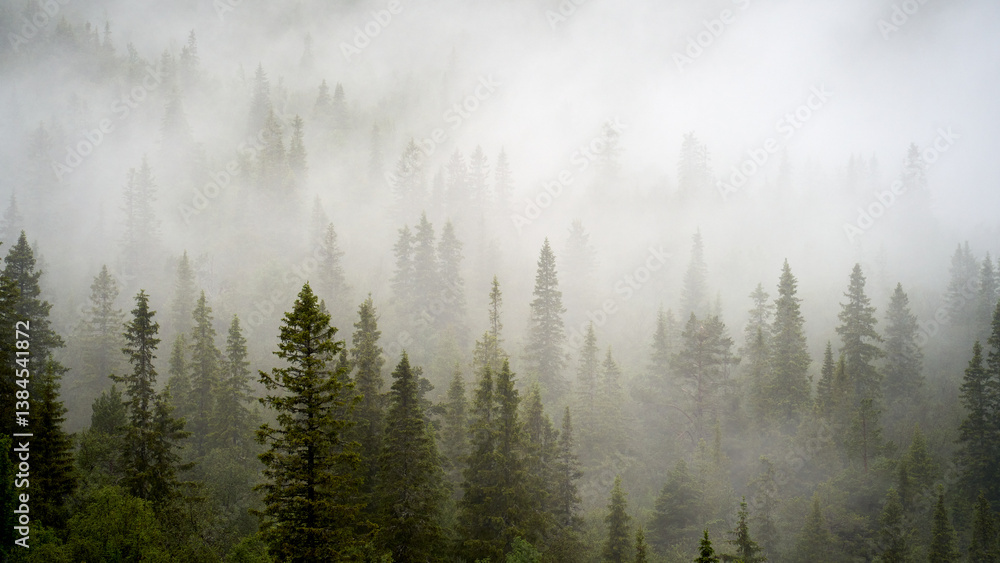 Misty Norwegian Pine Forest in Rain Misty Norwegian Pine Forest in Rain