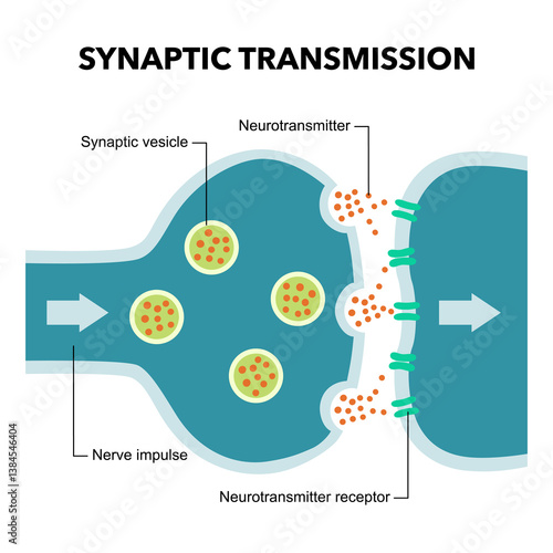Synaptic transmission diagram for medical design