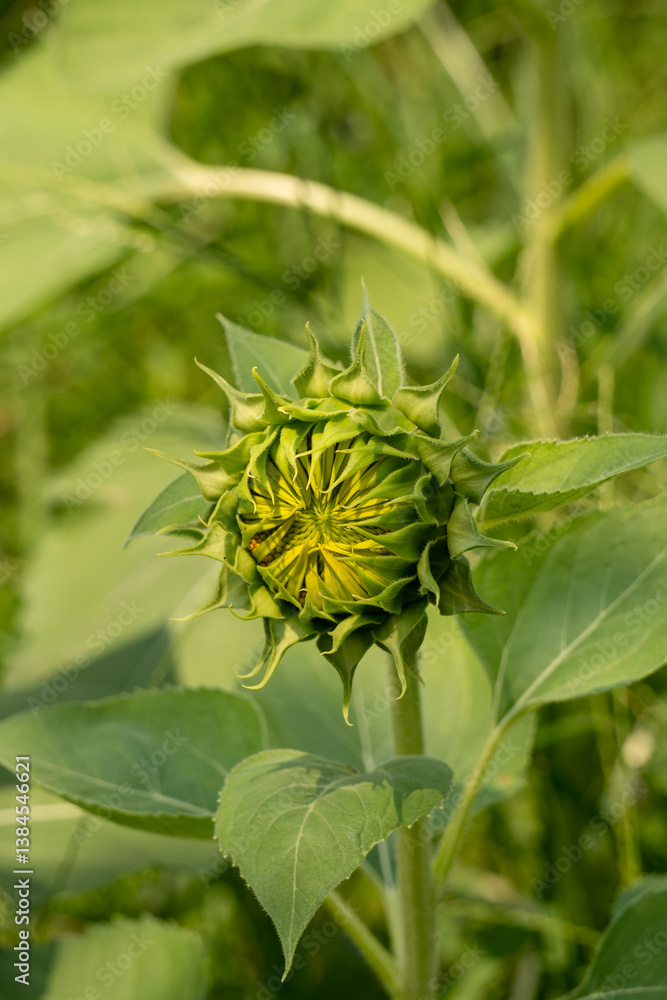 unopened sunflower unopened sunflower