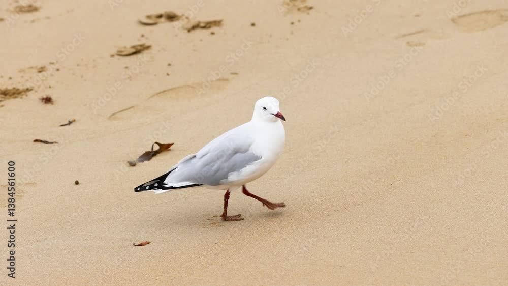Red-billed Gull Strolling on Point Lonsdale Beach Red-billed Gull Strolling on Point Lonsdale Beach