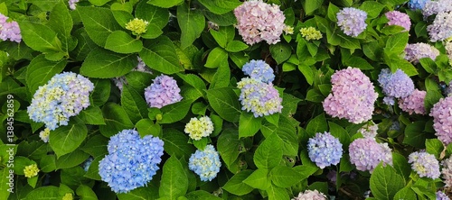 Beautiful blue Hydrangea Macrophylla Adria flower