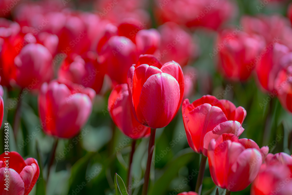Red Tulip flower in tulip field at spring day. Colorful vivid pink tulips in the park. Spring landscape. Red tulip garden in spring. The Tulip. Beautiful bouquet of tulips in spring nature. Close up Red Tulip flower in tulip field at spring day. Colorful vivid pink tulips in the park. Spring landscape. Red tulip garden in spring. The Tulip. Beautiful bouquet of tulips in spring nature. Close up