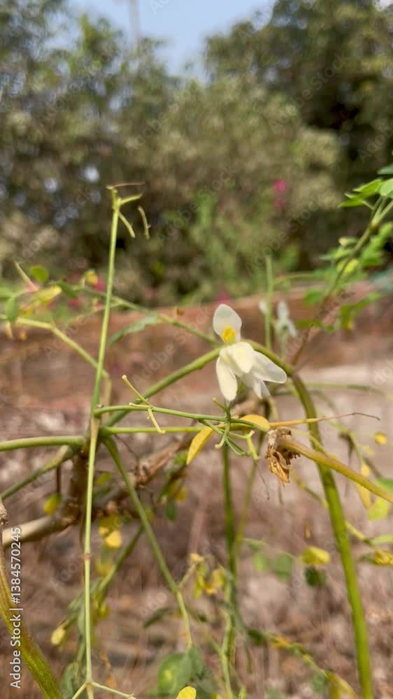 Moringa tree flower. Its other names are Moringa, Horseradish and Ben Oil Tree and Benzolive. Vegetables are made from this flower. beautiful White flowers.