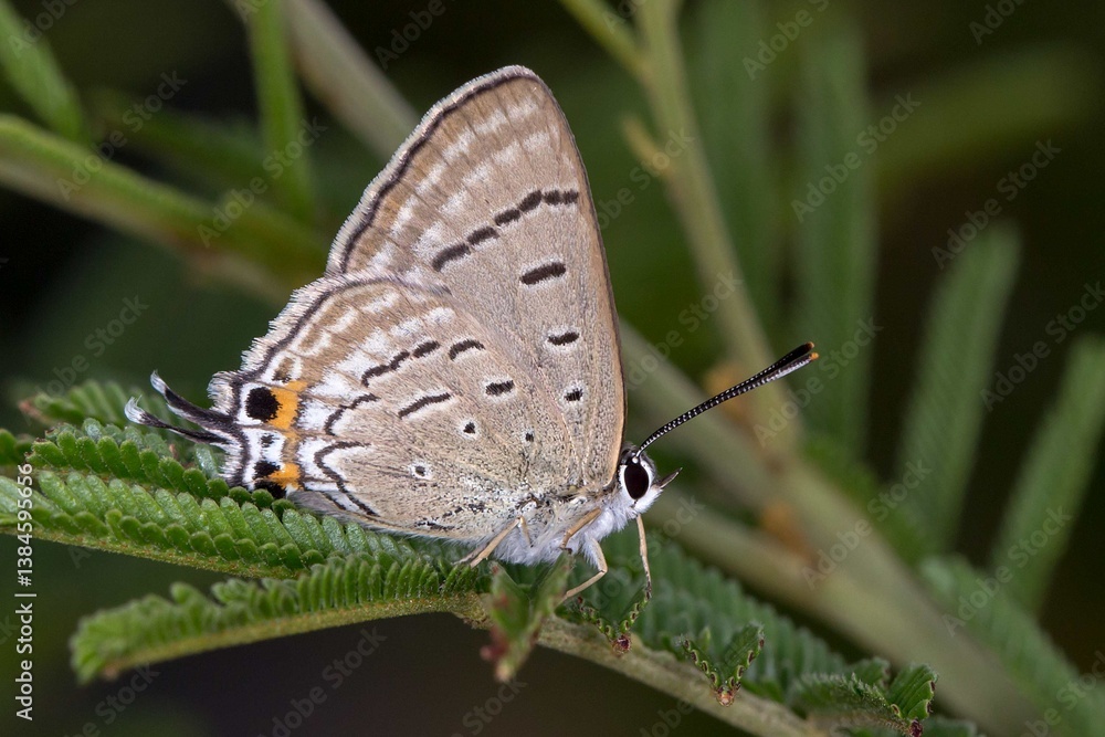 Jalmenus ictinus - Stencilled Hairstreak Resting - Native Butterfly Macro Jalmenus ictinus - Stencilled Hairstreak Resting - Native Butterfly Macro