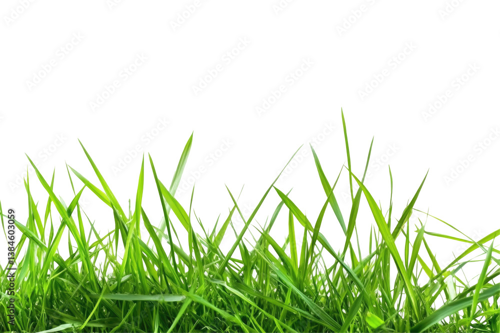 Fototapeta premium Fresh Green Grass on transparent background
