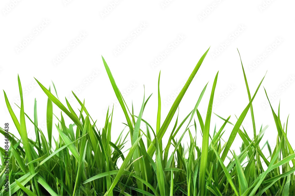 Fresh Green Grass on transparent background Fresh Green Grass on transparent background