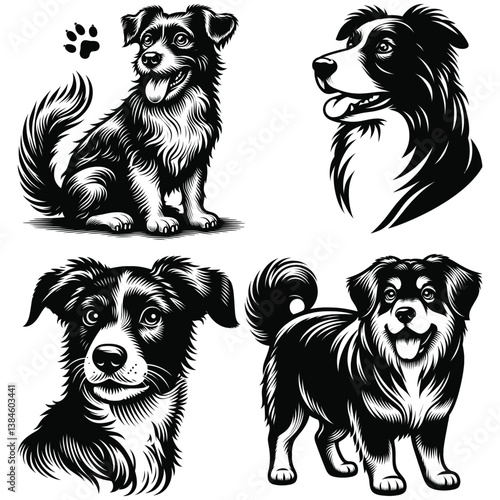 black and white dog
