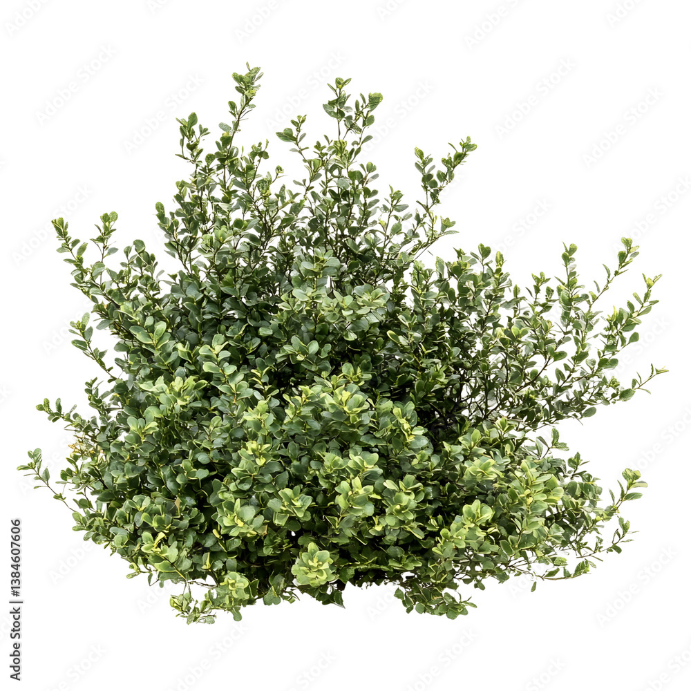Obraz premium shrubs isolated on transparent background