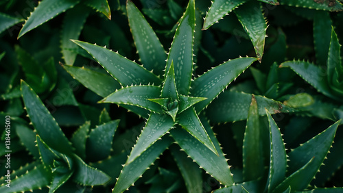 Overhead view of Aloe Vera plant