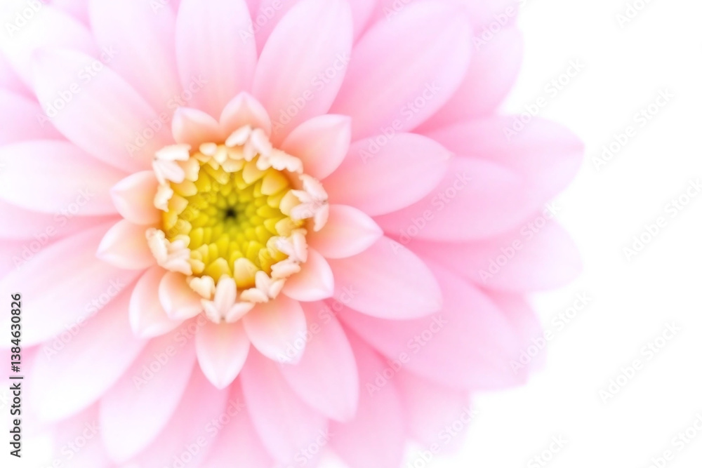 Fototapeta premium pink flower on a white background