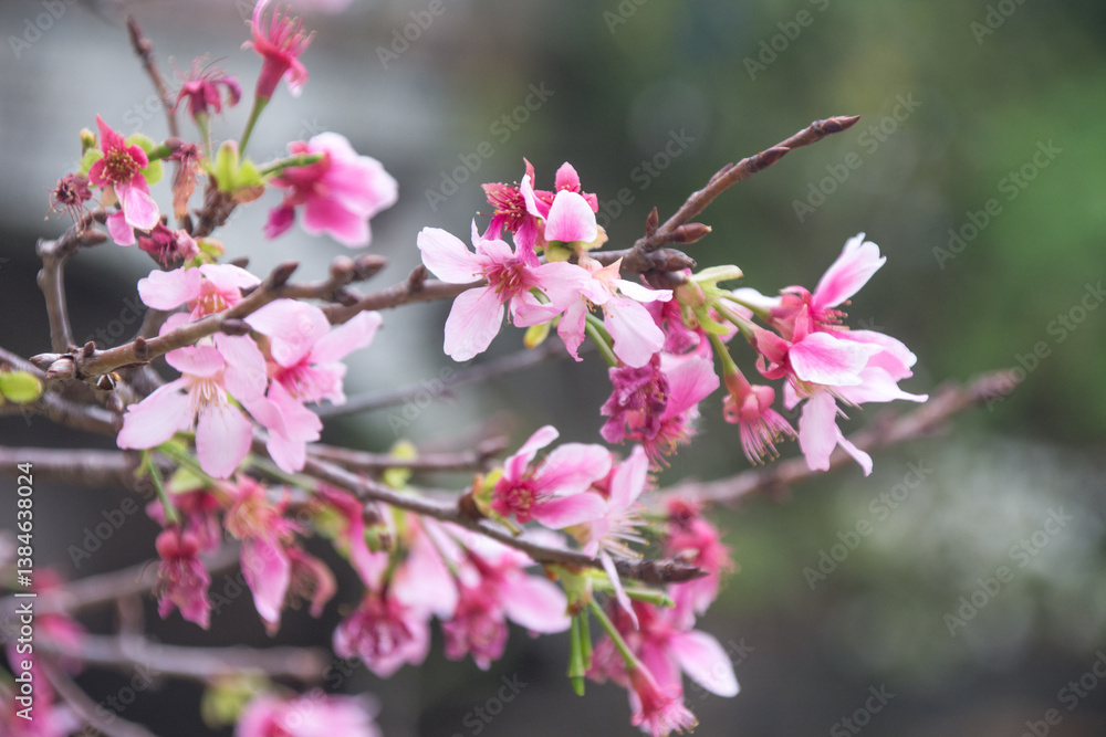 Obraz premium Pink cherry blossoms in spring