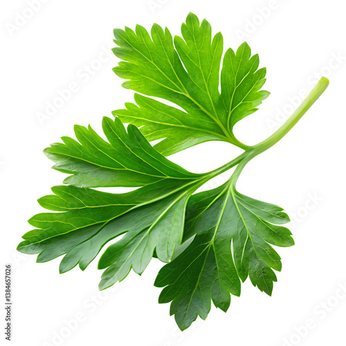 Fresh green parsley leaves, an aromatic herb and healthy food ingredient, isolated on white.