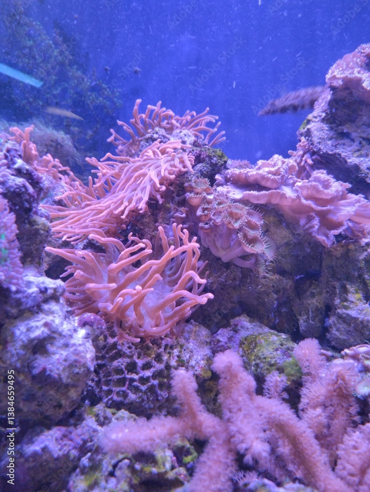 underwater world, corals and marine plants and animals, pink clavularia, red sea