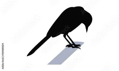 African pied wagtail bird Silhouette Design  And Vector Illustration. 
