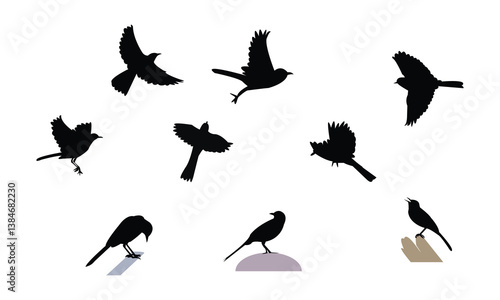 African pied wagtail bird Silhouette Design  And Vector Illustration. 