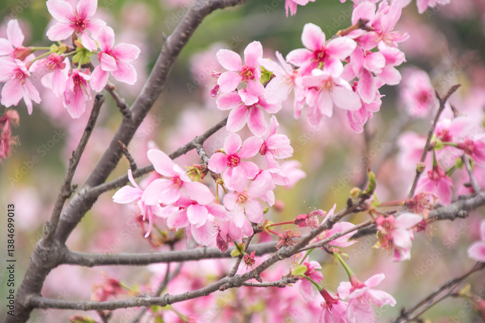Obraz premium Pink cherry blossoms in spring