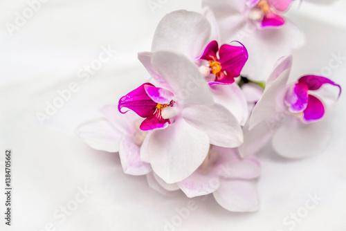 The branch of white orchids on white fabric background
