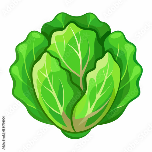 cabbage isolated on white background
