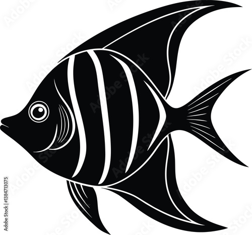 black and white easy angelfish