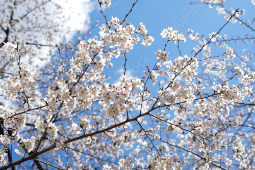 満開の桜と青空