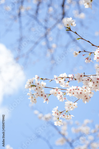 満開の桜と青空